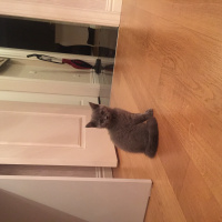 British Shorthair, Kedi  sherlock fotoğrafı