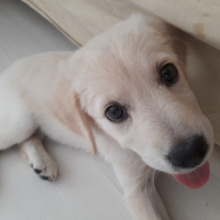 Golden Retriever, Köpek  Bella fotoğrafı
