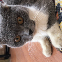 Scottish Fold, Kedi  Coco fotoğrafı