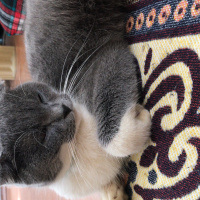 Scottish Fold, Kedi  Coco fotoğrafı