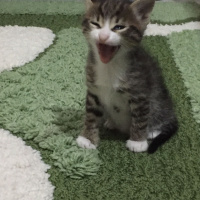 Tekir Kedi, Kedi  Badem fotoğrafı