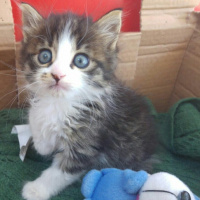 Tekir Kedi, Kedi  Badem fotoğrafı