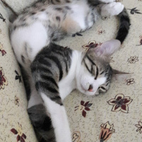 Tekir Kedi, Kedi  Ares fotoğrafı