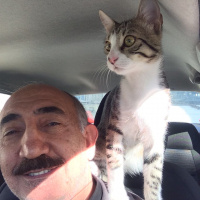 Tekir Kedi, Kedi  Ares fotoğrafı