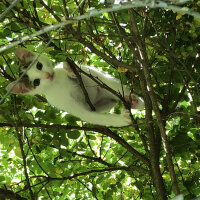 Tekir Kedi, Kedi  Müezza fotoğrafı