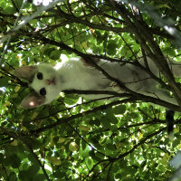 Tekir Kedi, Kedi  Müezza fotoğrafı