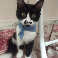 Tuxedo (Smokin) Kedi, Kedi  Bonbon fotoğrafı