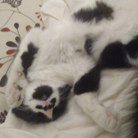 Tuxedo (Smokin) Kedi, Kedi  Bonbon fotoğrafı