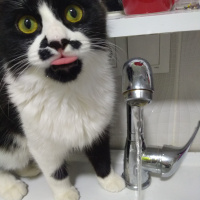 Tuxedo (Smokin) Kedi, Kedi  Bonbon fotoğrafı