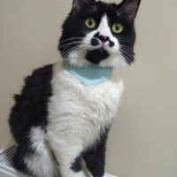 Tuxedo (Smokin) Kedi, Kedi  Bonbon fotoğrafı