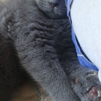 Scottish Fold, Kedi  Turta fotoğrafı