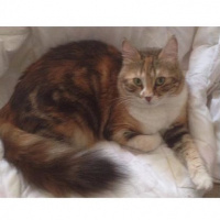 İran Kedisi (Persian), Kedi  Kontes fotoğrafı