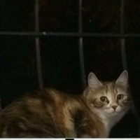 İran Kedisi (Persian), Kedi  Kontes fotoğrafı