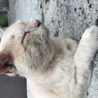 European Shorthair, Kedi  Camgöz fotoğrafı
