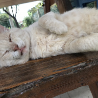 European Shorthair, Kedi  Camgöz fotoğrafı