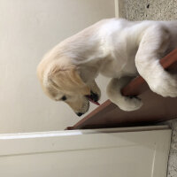 Golden Retriever, Köpek  Şila fotoğrafı