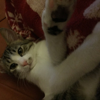 Tekir Kedi, Kedi  Beşiktaş fotoğrafı