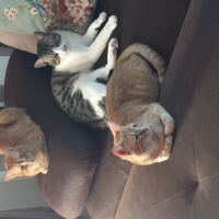 Tekir Kedi, Kedi  Beşiktaş fotoğrafı