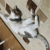 Tekir Kedi, Kedi  Petit fotoğrafı