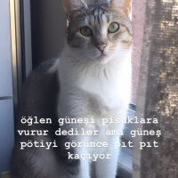 Tekir Kedi, Kedi  Petit fotoğrafı