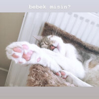 Tekir Kedi, Kedi  Petit fotoğrafı