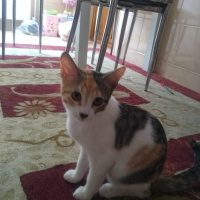 Ankara Kedisi, Kedi  Fıstık fotoğrafı
