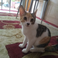 Ankara Kedisi, Kedi  Fıstık fotoğrafı