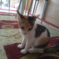 Ankara Kedisi, Kedi  Fıstık fotoğrafı