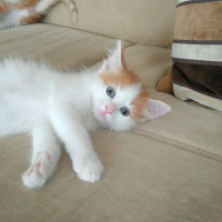 Tekir Kedi, Kedi  Paşa fotoğrafı