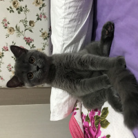 Scottish Fold, Kedi  Ice fotoğrafı