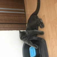 Scottish Fold, Kedi  Ice fotoğrafı