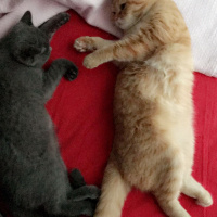 Scottish Fold, Kedi  Ice fotoğrafı