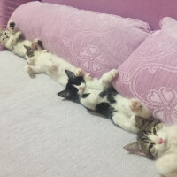 Tekir Kedi, Kedi  Latte fotoğrafı