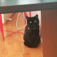 Scottish Fold, Kedi  GG fotoğrafı