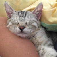 British Shorthair, Kedi  Lucky fotoğrafı