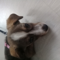 Jack Russell Terrier, Köpek  Lady fotoğrafı