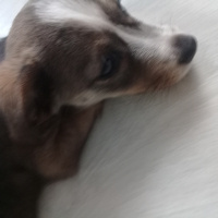 Jack Russell Terrier, Köpek  Lady fotoğrafı