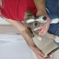 Jack Russell Terrier, Köpek  Lady fotoğrafı