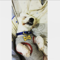 Maltese, Köpek  ARTHUR fotoğrafı