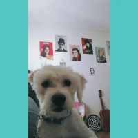 Maltese, Köpek  ARTHUR fotoğrafı