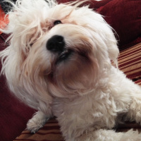 Maltese, Köpek  ARTHUR fotoğrafı