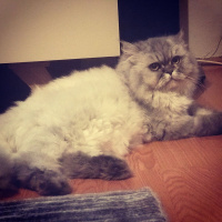 İran Kedisi (Persian), Kedi  Kontes fotoğrafı
