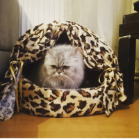 İran Kedisi (Persian), Kedi  Kontes fotoğrafı