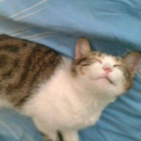 Tekir Kedi, Kedi  Kahve fotoğrafı