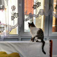 Tekir Kedi, Kedi  Kahve fotoğrafı