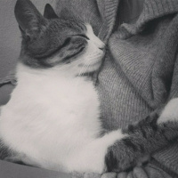 Tekir Kedi, Kedi  Kahve fotoğrafı