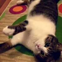 Tekir Kedi, Kedi  Kahve fotoğrafı