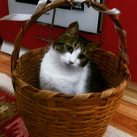 Tekir Kedi, Kedi  Kahve fotoğrafı