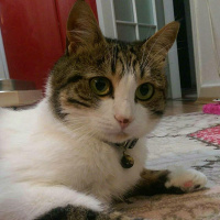 Tekir Kedi, Kedi  Kahve fotoğrafı