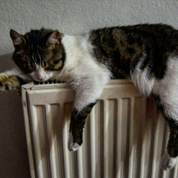 Tekir Kedi, Kedi  Kahve fotoğrafı